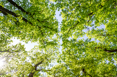 Sliter du med allergi? Dette kan du gjøre