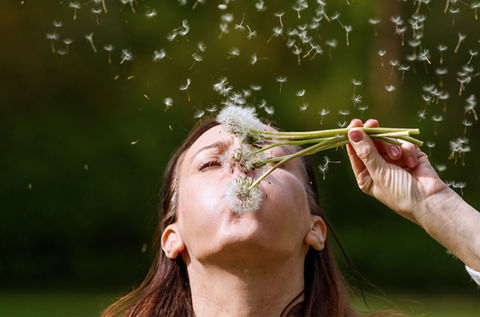 Global allergi-økning