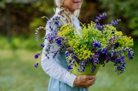 Hvorfor ble jeg pollenallergisk?
